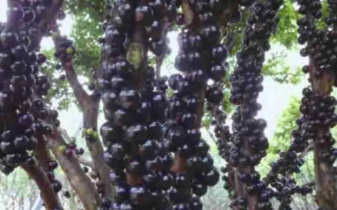 树葡萄的功效与作用-嘉宝果的籽可不可以吃