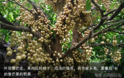 外观像芒皮，果肉似竹桔子，经济价值高，若你家乡有，要重视-长的像芒果的野果