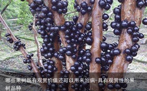 哪些果树既有观赏价值还可以用来治病-具有观赏性的果树品种