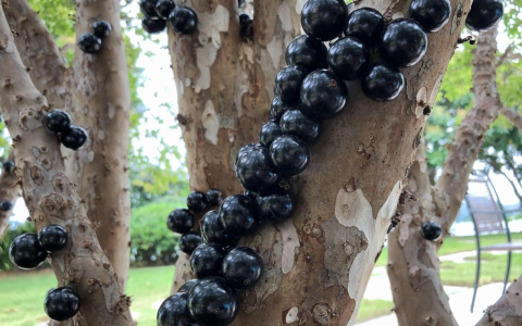 树葡萄是什么？树葡萄吃了有什么好处？5个好处看得见-树葡萄有什么功效市价多少一斤