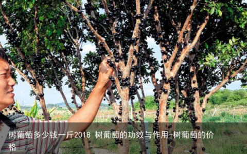 树葡萄多少钱一斤2018 树葡萄的功效与作用-树葡萄的价格