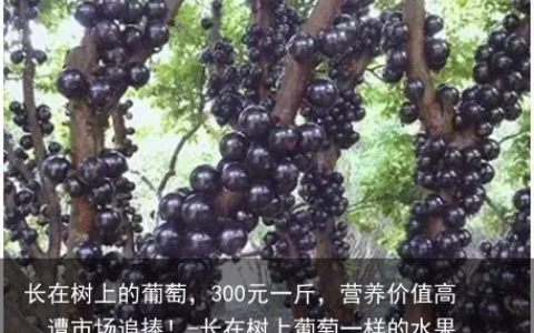 长在树上的葡萄，300元一斤，营养价值高，遭市场追捧！-长在树上葡萄一样的水果