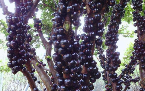 神奇的“树葡萄”，一种水果4种味道，1年多次开花结果，值得种吗-树葡萄开花初期图片