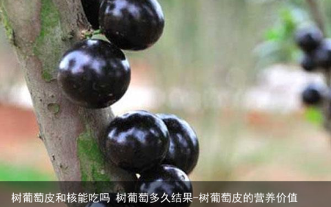 树葡萄皮和核能吃吗 树葡萄多久结果-树葡萄皮的营养价值