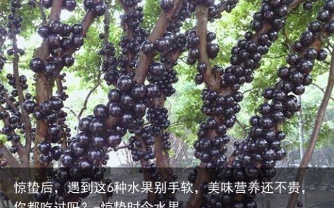 惊蛰后，遇到这6种水果别手软，美味营养还不贵，你都吃过吗？-惊蛰时令水果