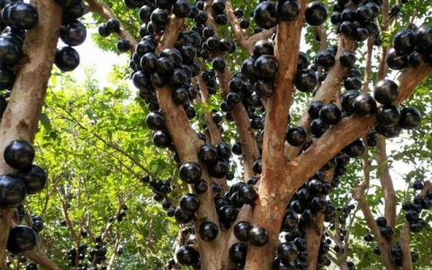 树葡萄营养价值高｜为什么市面上几乎买不到呢？是种的人少吗？-树葡萄是什么水果