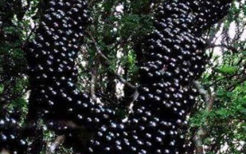 密集恐惧症的人，千万不能去摘这种果实-密集恐惧症不能看的水果