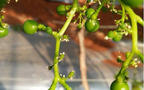 高温下的葡萄，落果和保果，搞清原因更容易解决-葡萄高温热害后怎么办