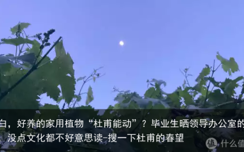 小白，好养的家用植物