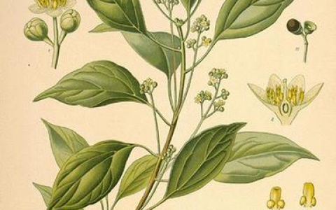 樟树精油的功效与作用-樟树油有什么用