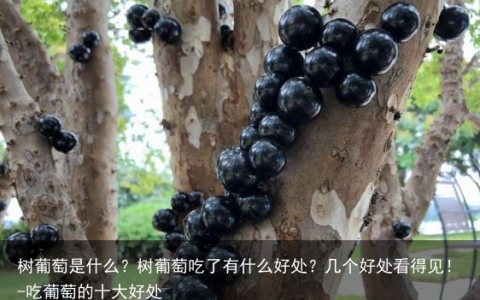 树葡萄是什么？树葡萄吃了有什么好处？几个好处看得见！-吃葡萄的十大好处
