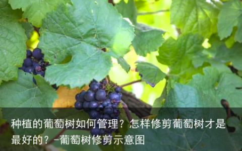 种植的葡萄树如何管理？怎样修剪葡萄树才是最好的？-葡萄树修剪示意图