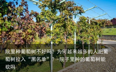 院里种葡萄树不好吗？为何越来越多的人把葡萄树拉入“黑名单”？-院子里种的葡萄树能砍吗