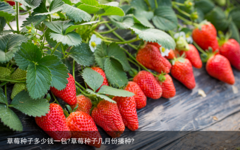 草莓种子多少钱一包?草莓种子几月份播种?