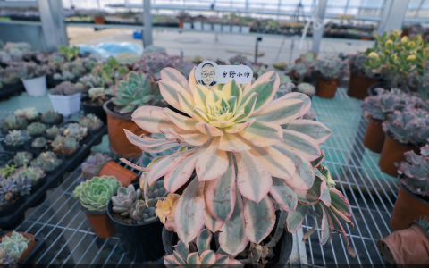 多肉长气根是什么原因？多肉长气根应该怎么办？小帅为你解答