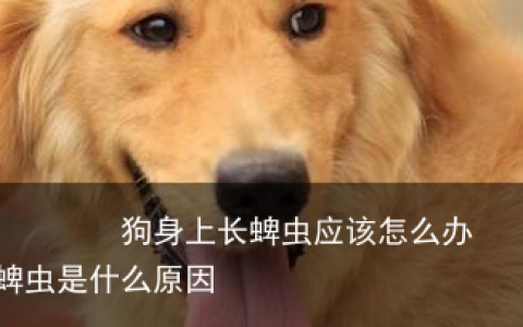 狗身上长蜱虫应该怎么办？狗身上长蜱虫是什么原因