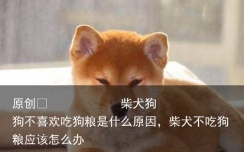 柴犬狗狗不喜欢吃狗粮是什么原因，柴犬不吃狗粮应该怎么办