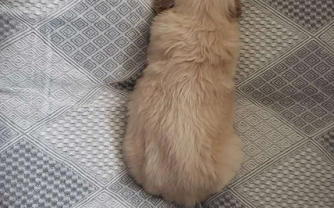 一直普通的金毛大约多少钱？