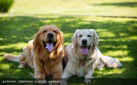 金毛养公的好，还是养母的好？实话告诉你，这些差别很大