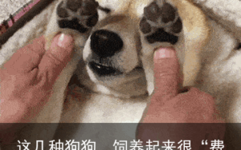 这几种狗狗，饲养起来很“费钱”，慎养