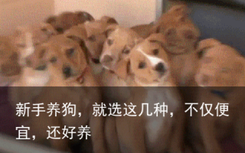 新手养狗，就选这几种，不仅便宜，还好养