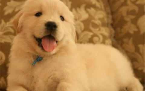 金毛价格多少钱一只呢？金毛的性格适合家养吗？