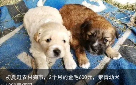 初夏赶农村狗市，2个月的金毛600元，狼青幼犬1200元值吗
