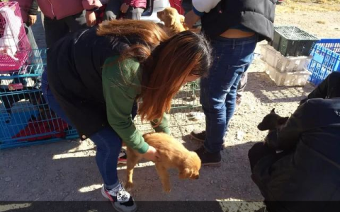 可爱的金毛幼犬600元一只，品质良好引来诸多买主围观！