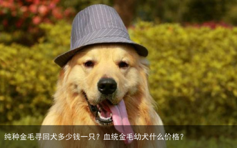 纯种金毛寻回犬多少钱一只？血统金毛幼犬什么价格？