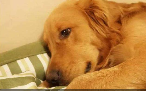 穷养篇：养一只金毛一个月多少钱？