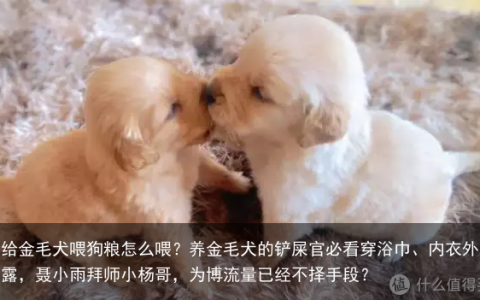 给金毛犬喂狗粮怎么喂？养金毛犬的铲屎官必看