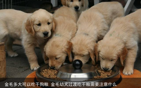 金毛多大可以吃干狗粮 金毛幼犬过渡吃干粮需要注意什么