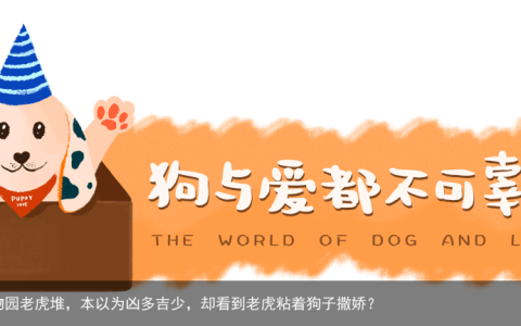 一只金毛出现在动物园老虎堆，本以为凶多吉少，却看到老虎粘着狗子撒娇？