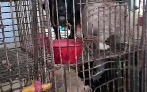 多只金毛和田园犬将被宰杀，其中一只怪异的德牧让人泪目…