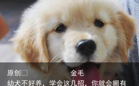 金毛幼犬不好养，学会这几招，你就会拥有一只健康可爱的小金毛