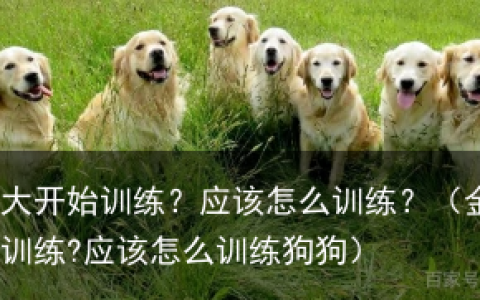金毛多大开始训练？应该怎么训练？（金毛多大开始训练?应该怎么训练狗狗）