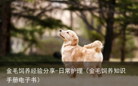 金毛饲养经验分享-日常护理（金毛饲养知识手册电子书）