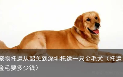 宠物托运从韶关到深圳托运一只金毛犬（托运金毛要多少钱）
