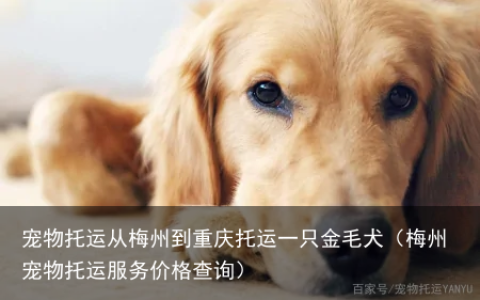 宠物托运从梅州到重庆托运一只金毛犬（梅州宠物托运服务价格查询）