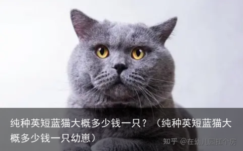 纯种英短蓝猫大概多少钱一只？（纯种英短蓝猫大概多少钱一只幼崽）