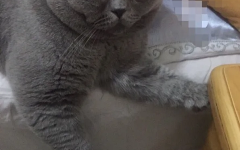 蓝猫现在是大概多少钱一只（蓝猫价钱大概多少）