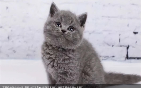 蓝猫价格多少钱一只?最低1000元左右(颜值非常高)（请问蓝猫多少钱一只啊?）