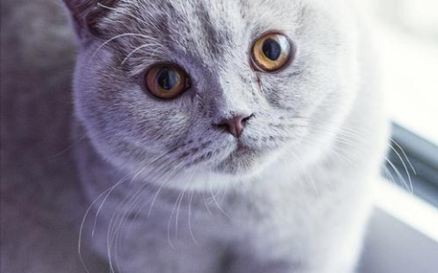 蓝猫“遗弃率高”不是没有道理，这些缺点让人难以接受（蓝猫遗传规律）