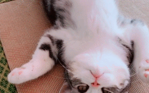 买猫“不踩坑”，目前这4种猫最值得入手，价格亲民体验好（买猫什么猫好一点）