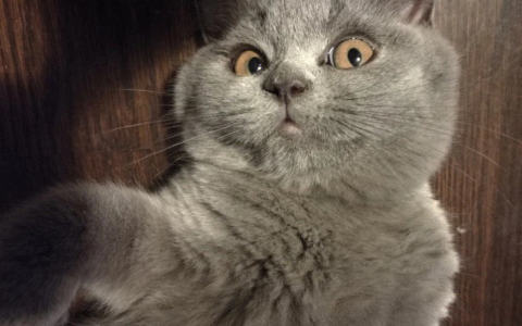 为何养“蓝猫”的人这么多？网友：养了就知道真香（为什么那么多人喜欢养蓝猫）
