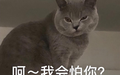 为什么“蓝猫”的弃养率这么高？网友：这几点太现实了（蓝猫被抛弃）