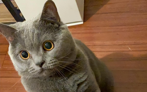 为什么“蓝猫”越来越多人养？网友：养到就是赚到了（蓝猫为什么受欢迎）