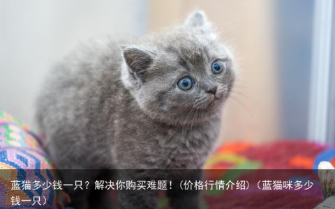 蓝猫多少钱一只？解决你购买难题！(价格行情介绍)（蓝猫咪多少钱一只）