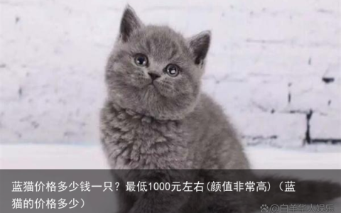 蓝猫价格多少钱一只？最低1000元左右(颜值非常高)（蓝猫的价格多少）