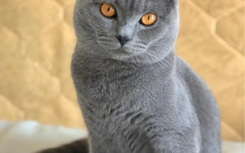 养一只英国短蓝猫需要多少钱（养英短蓝白一个月多少钱）